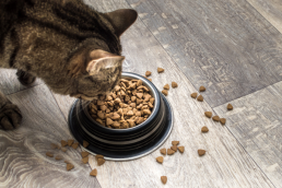 OEM/ODM STANDARD DRY CAT FOOD FOR ADULT CATS