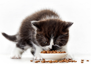 OEM/ODM ECONOMICAL DRY CAT FOOD FOR KITTEN AND MOTHER