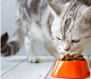 OEM/ODM PREMIUM DRY CAT FOOD FOR ADULT CATS